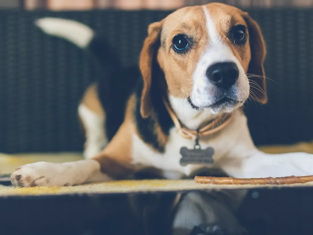 Pies rasy Beagle