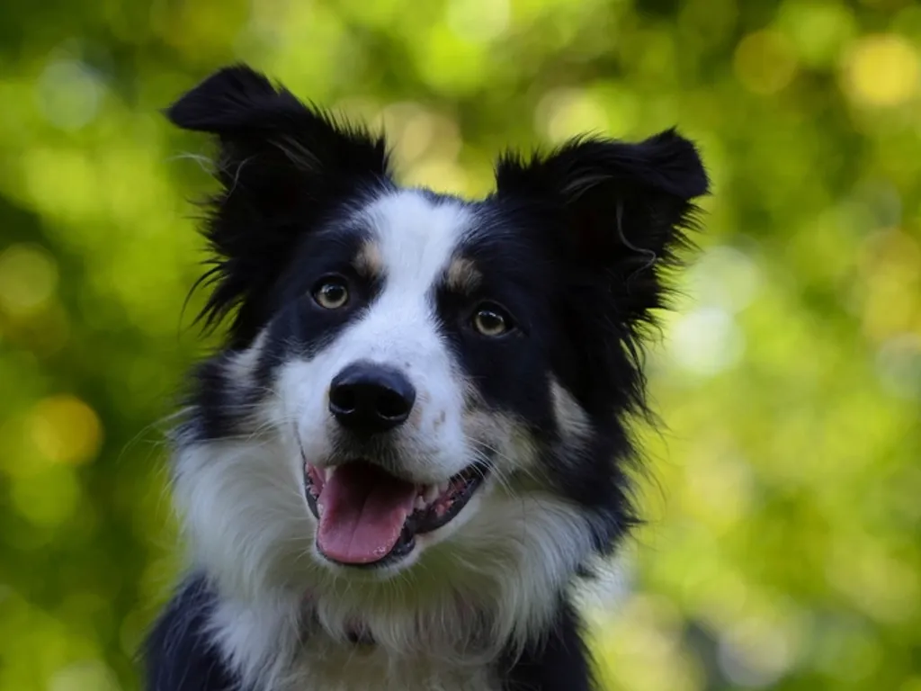 Pies rasy Border collie
