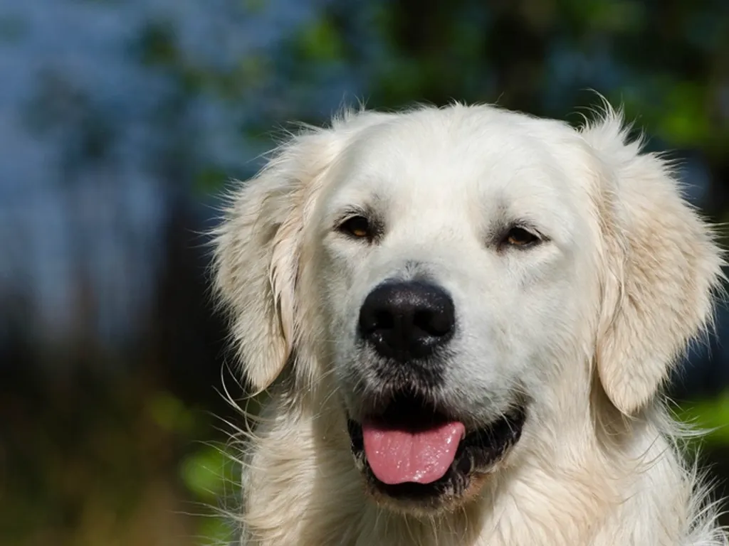 Pies rasy Golden retriever