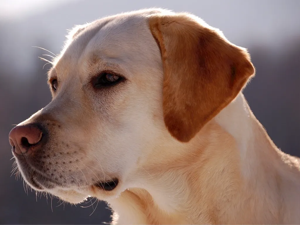 Pies rasy Labrador retriever