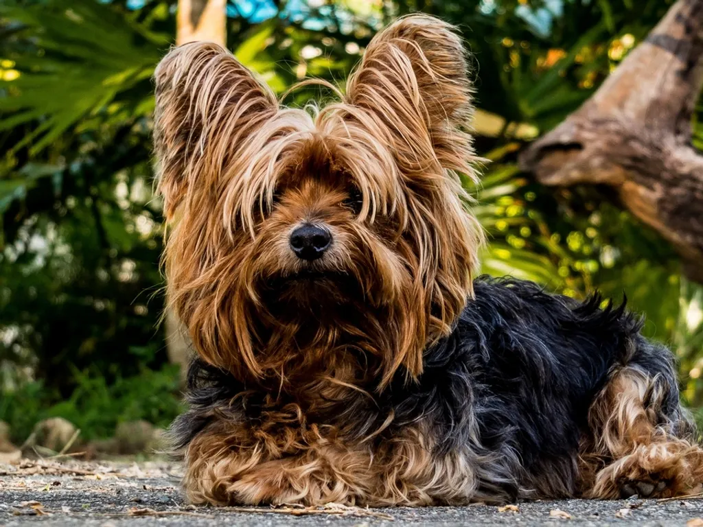 Pies rasy Yorkshire terrier